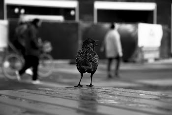Grayscale Photography of Chicken on Surface