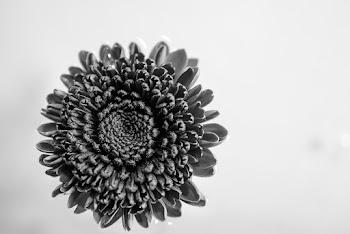 Grayscale Photography of Cluster Petaled Flower