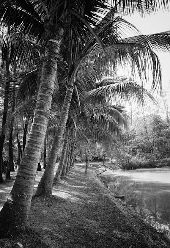 Grayscale Photography of Coconut Trees Beside Body of Water