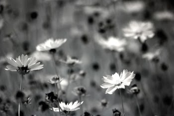 Grayscale Photography of Daisy Flowers