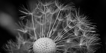 Grayscale Photography of Dandelion
