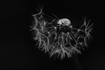 grayscale photography of dandelion