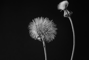 Grayscale Photography Of Dandelion Flowers