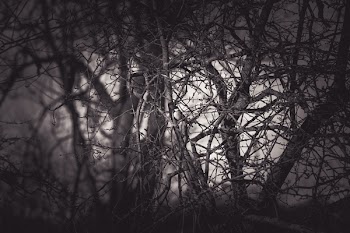 Grayscale Photography Of Eerie Treee