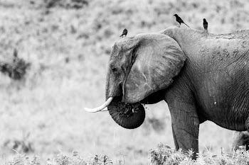 grayscale photography of elephant