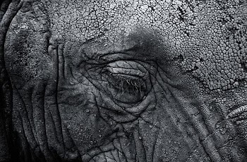 grayscale photography of elephant's right eye