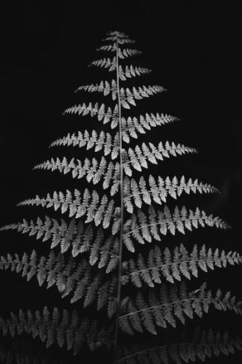 grayscale photography of fern plant