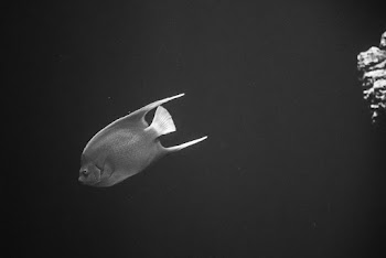 Grayscale Photography of Fish
