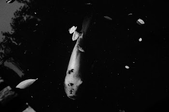 Grayscale Photography of Fish