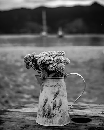Grayscale Photography of Flower in Kettle on Top of Brown Wooden Table