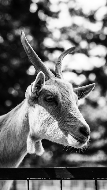 Grayscale Photography of Goat