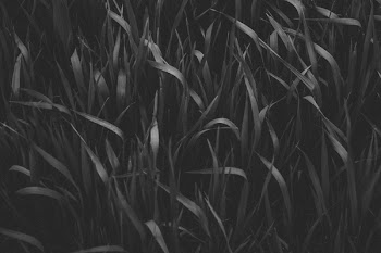Grayscale Photography of Grass