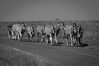 Grayscale Photography Of Herd Of Zebras