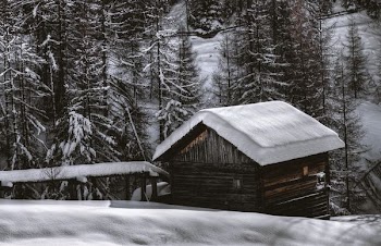 grayscale photography of house near pine trees