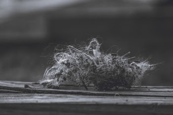 Grayscale Photography of Kush
