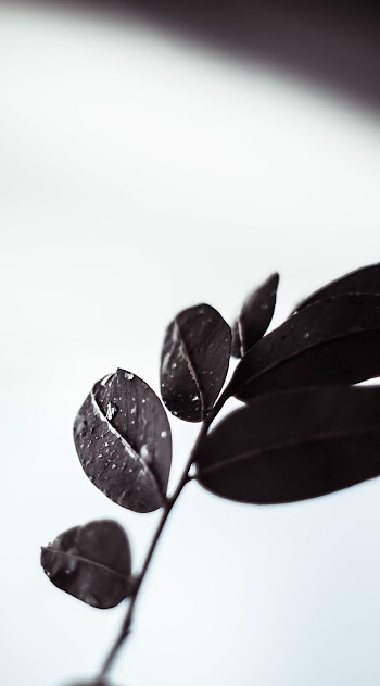 Grayscale Photography of Leaves