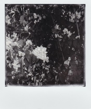 Grayscale Photography Of Leaves Of A Tree