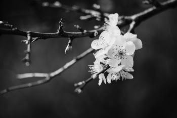 Grayscale Photography of Orchids