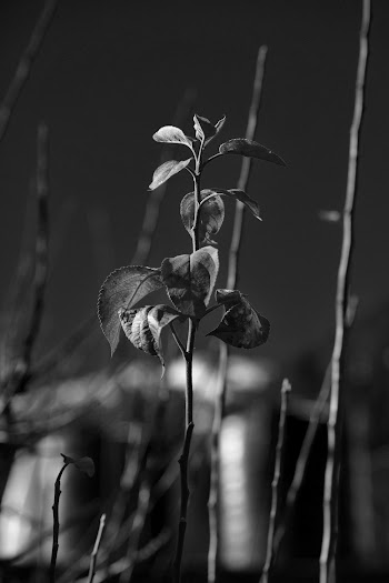 Grayscale Photography of Outdoor Plant