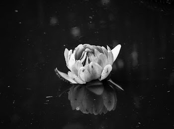 grayscale photography of peony
