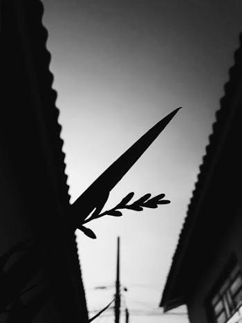 Grayscale Photography of Plant and House Roof Sheets