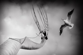 Grayscale Photography of Seagull