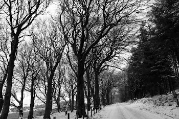 Grayscale Photography of Snow-covered Field and Bare Trees