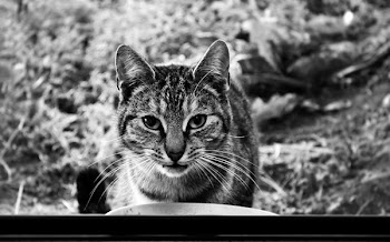 Grayscale Photography of Tabby Cat