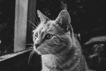 Grayscale Photography of Tabby Cat