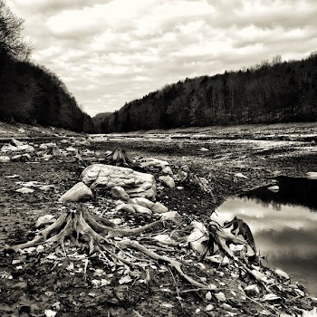 Grayscale Photography of Tree