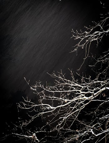 Grayscale Photography of Tree