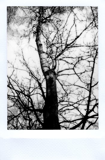 Grayscale Photography of Tree