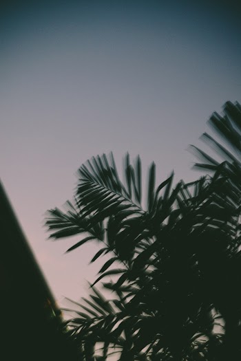 Grayscale Photography of Tree