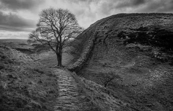 Grayscale Photography of Tree Beside Mountain