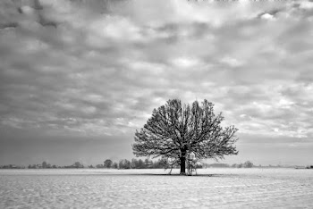 Grayscale Photography of Tree Under Cloudy Sky