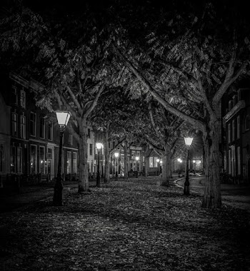 grayscale photography of trees