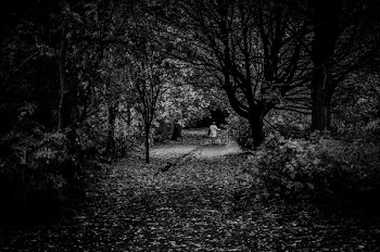 Grayscale Photography of Trees