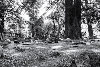 Grayscale Photography of Trees