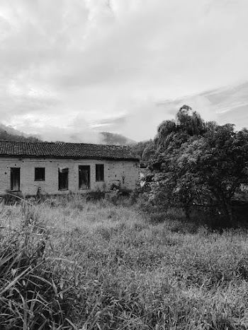 Grayscale Photography of Trees Beside House