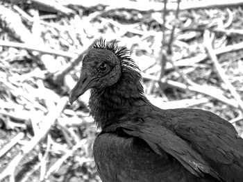 Grayscale Photography of Vulture