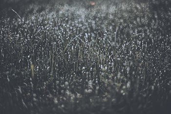 Grayscale Photography of Water Dew on Grass