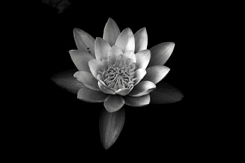 Grayscale Photography of Water Lily
