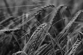 grayscale photography of whole grain field