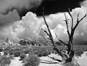 Grayscale Photography Of Withered Tree 