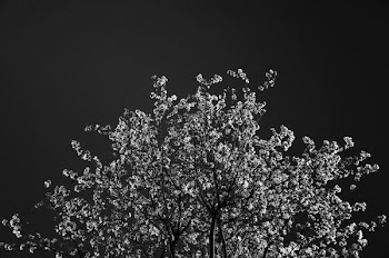 grayscale plant