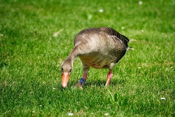 Grazing Goose on Lush Green Grass