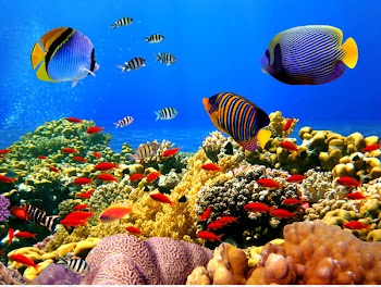 Great Barrier Reef Coral reef Sea - coral 