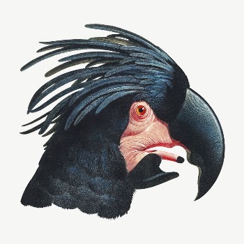 Great Black Cockatoo bird, vintage | Free PSD Illustration - rawpixel
