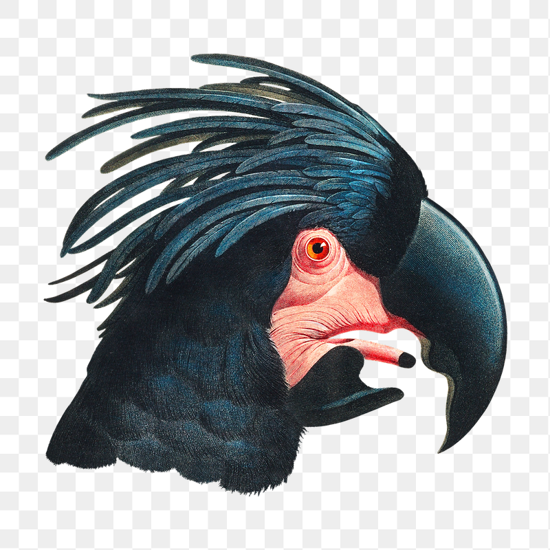 Great Black Cockatoo png bird | Free PNG Illustration - rawpixel