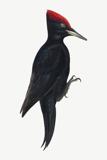 Great Black Woodpecker bird, vintage | Free PSD Illustration - rawpixel